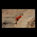Indian Paintbrush in Rocks Print
