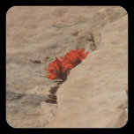Indian Paintbrush in Rocks Sticker