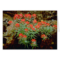 Indian Paintbrush in Zion National Park, Utah Red Greeting Cards