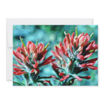 Indian Paintbrush Announcement
