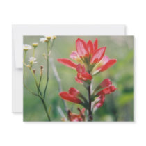 Indian Paintbrush invitations