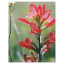 Indian Paintbrush letterhead