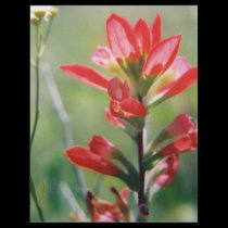 Indian Paintbrush letterhead