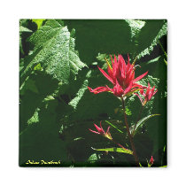 Indian Paintbrush magnets