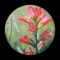 Indian Paintbrush magnets