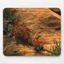 Indian Paintbrush Mousepad mousepad