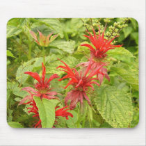 Indian Paintbrush mousepads