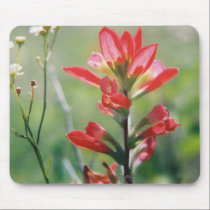 Indian Paintbrush mousepads