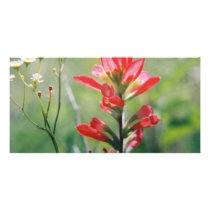 Indian Paintbrush photo cards