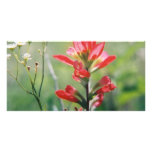 Indian Paintbrush Photo Card