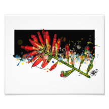Indian Paintbrush Photographic Print