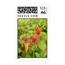 Indian Paintbrush postage