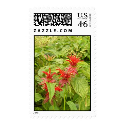 Indian Paintbrush Postage by moonrisings