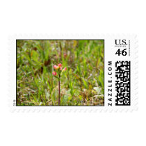 Indian Paintbrush postage