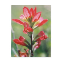 Indian Paintbrush postcards