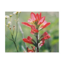 Indian Paintbrush postcards