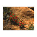 Indian Paintbrush Postcard