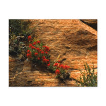 Indian Paintbrush Postcard