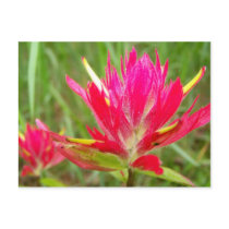 Indian Paintbrush postcards