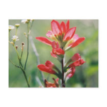 Indian Paintbrush postcards
