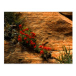 Indian Paintbrush Postcard