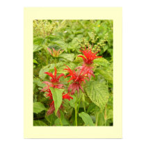 Indian Paintbrush Poster posters