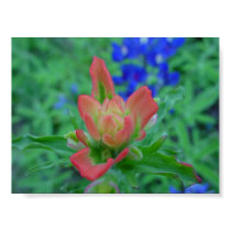 Indian Paintbrush posters