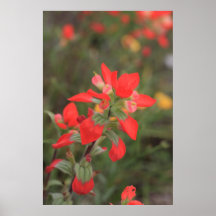Indian Paintbrush Poster