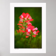 Indian Paintbrush Print