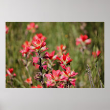 Indian Paintbrush Poster
