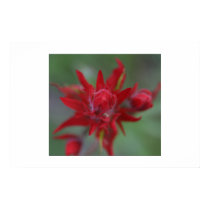 Indian Paintbrush posters by gjdm01 Indian Paintbrush posters