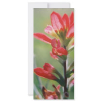 Indian Paintbrush rack cards