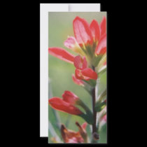 Indian Paintbrush rack cards