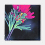 Indian Paintbrush Refrigerator Magnet