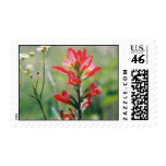 Indian Paintbrush Stamp