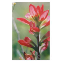 Indian Paintbrush Stationery Design