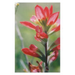 Indian Paintbrush Stationery Design