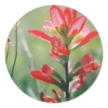 Indian Paintbrush stickers