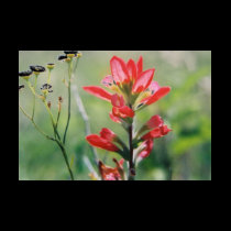 Indian Paintbrush t-shirts