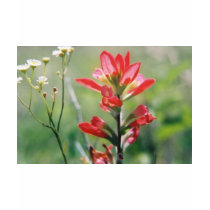 Indian Paintbrush t-shirts