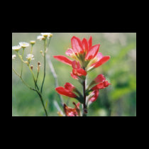 Indian Paintbrush t-shirts