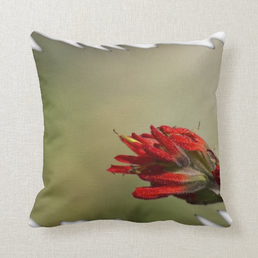 Indian Paintbrush White Edge Throw Pillow Zazzle
