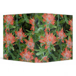 Indian paintbrush wildflowers in the Many Binder
