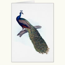 Indian peacock cards