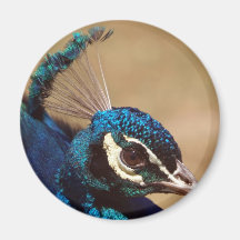Indian Peacock Headshot Fridge Magnet