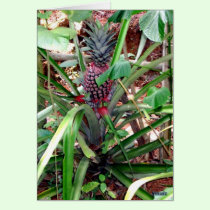 Indian Pineapple cards by CrisIsaac Indian Pineapple cards