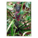 Indian Pineapple cards by CrisIsaac Indian Pineapple cards