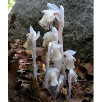 Indian Pipe 27 ~ mousepad mousepad