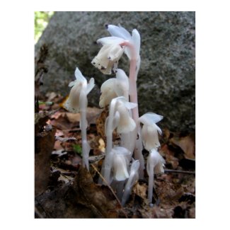 Indian Pipe 27 ~ print print