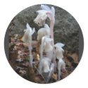 Indian Pipe 27 ~ sticker by Andy2302 Indian Pipe 27 ~ sticker